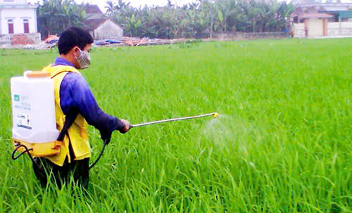 XÃ NAM TIỀN HẢI TẬP TRUNG TỐC LỰC PHÒNG TRỪ SÂU BỆNH, BẢO VỆ AN TOÀN NĂNG SUẤT LÚA MÙA NĂM 2026