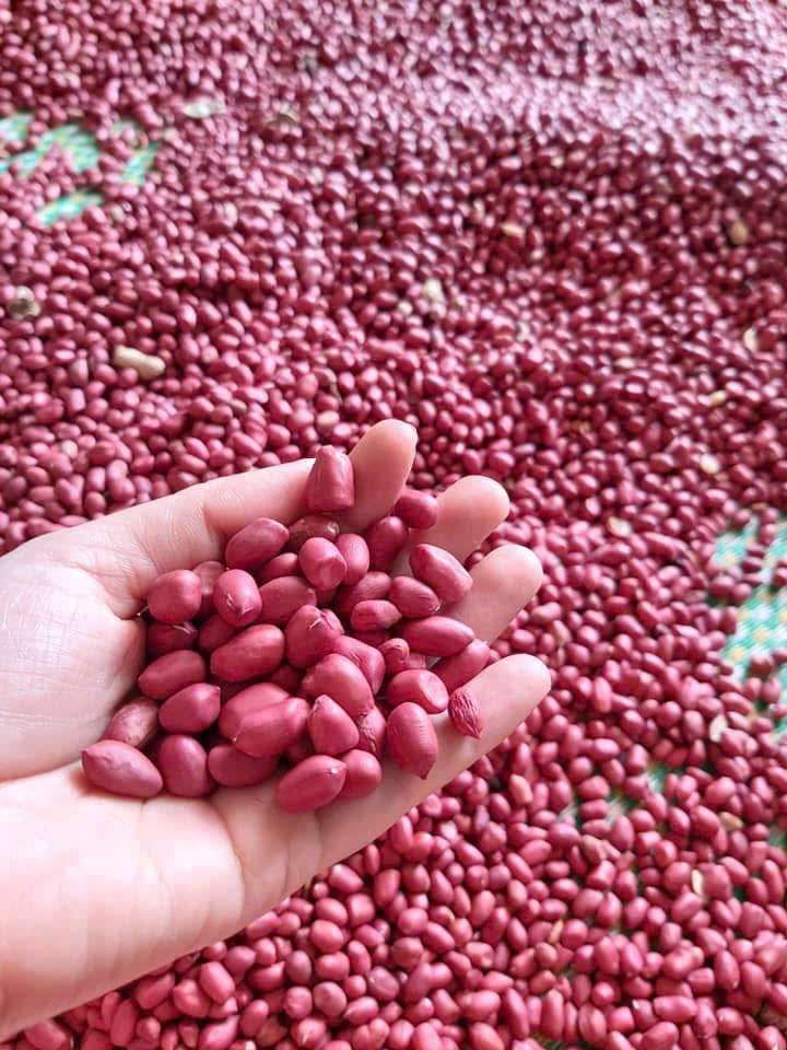 RỘN RÀNG NIỀM VUI MÙA LẠC BỘI THU TRÊN CÁNH ĐỒNG NAM TIỀN HẢI TỪ GÓC NHÌN TRUYỀN THỐNG ĐẾN XÂY DỰNG THƯƠNG HIỆU VỮNG MẠNH