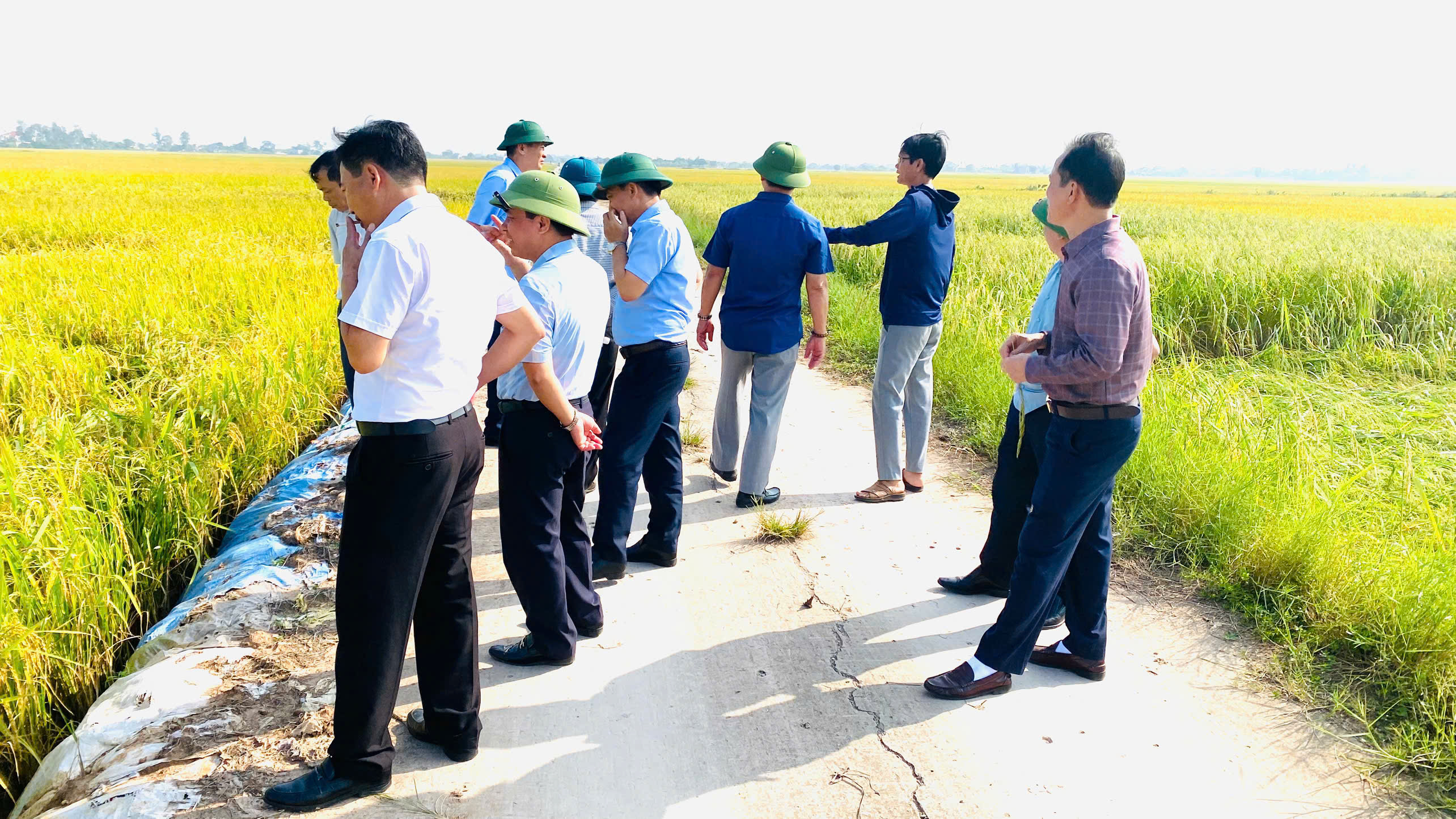 LÃNH ĐẠO XÃ NAM TIỀN HẢI KIỂM TRA, ĐÁNH GIÁ NĂNG SUẤT LÚA VỤ MÙA NĂM 2026 TRƯỚC KỲ THU HOẠCH