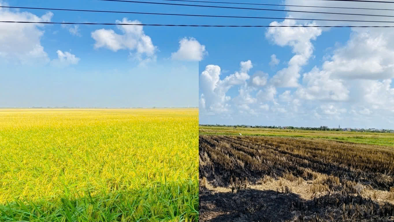 NIỀM VUI VỤ MÙA BỘI THU XEN LẪN NỖI TRĂN TRỞ CÂU CHUYỆN "SƯƠNG MÙ KHÓI BỤI" DO ĐỐT RƠM RẠ TRÊN CÁC XỨ ĐỒNG
